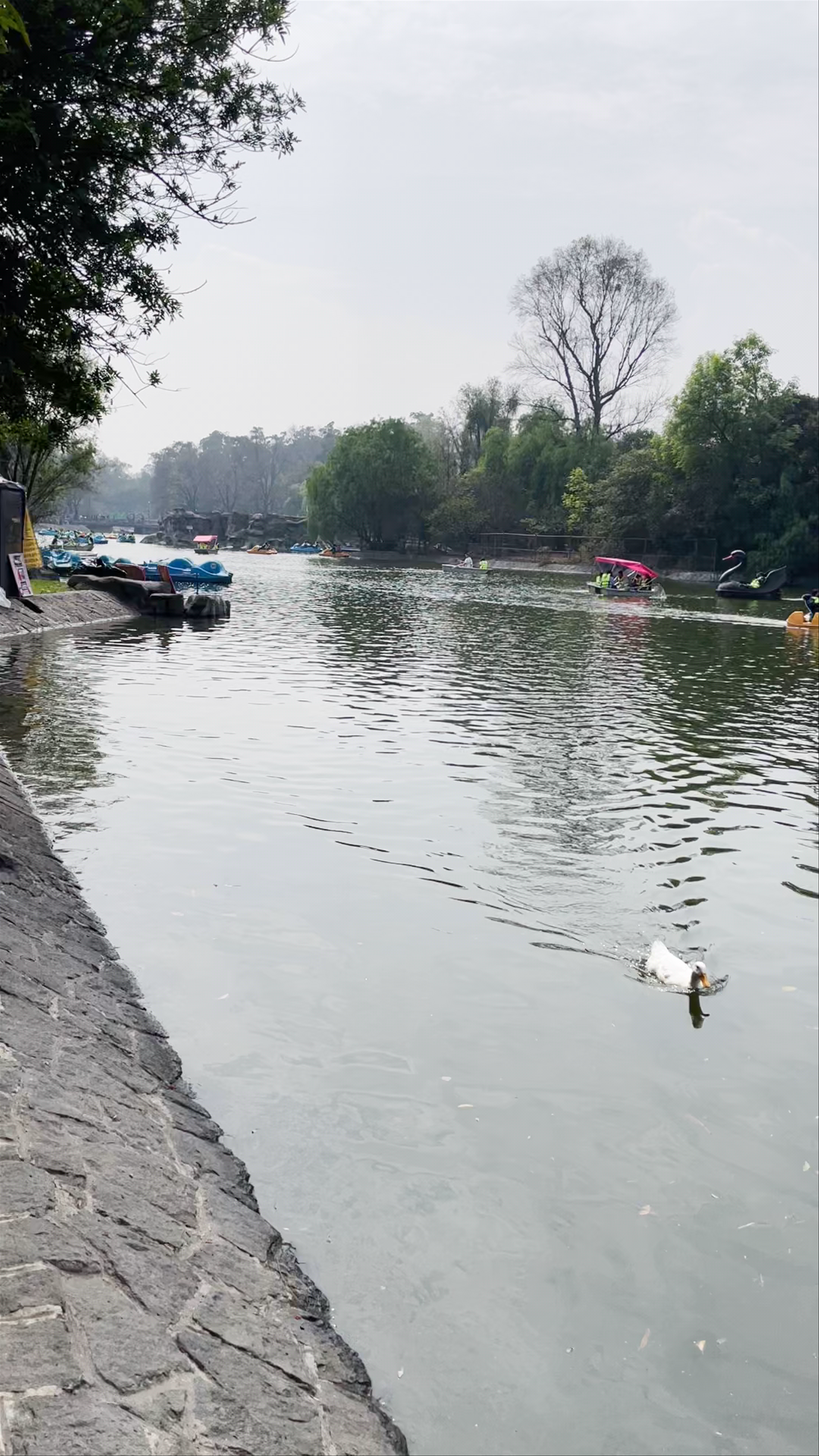 Peaceful Paddle Boating at Bosque de Chapultepec, Mexico City