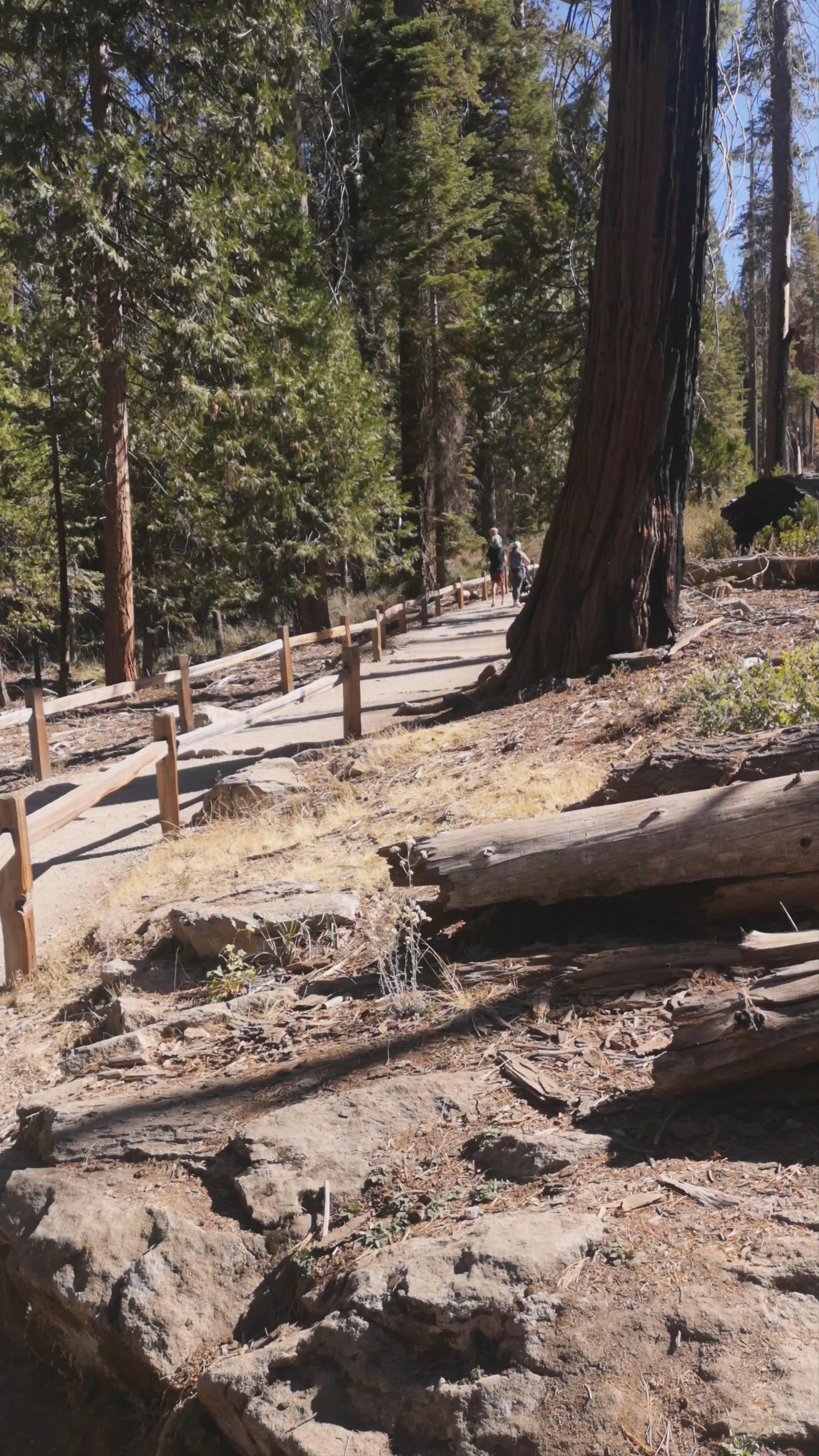 Mariposa Grove: Majestic Giants of Yosemite National Park