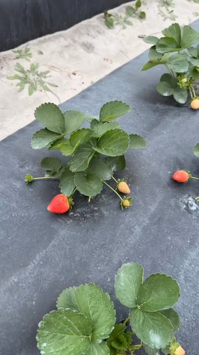 Mick Farms - Farmers Market Near Me - Saint Cloud, Florida