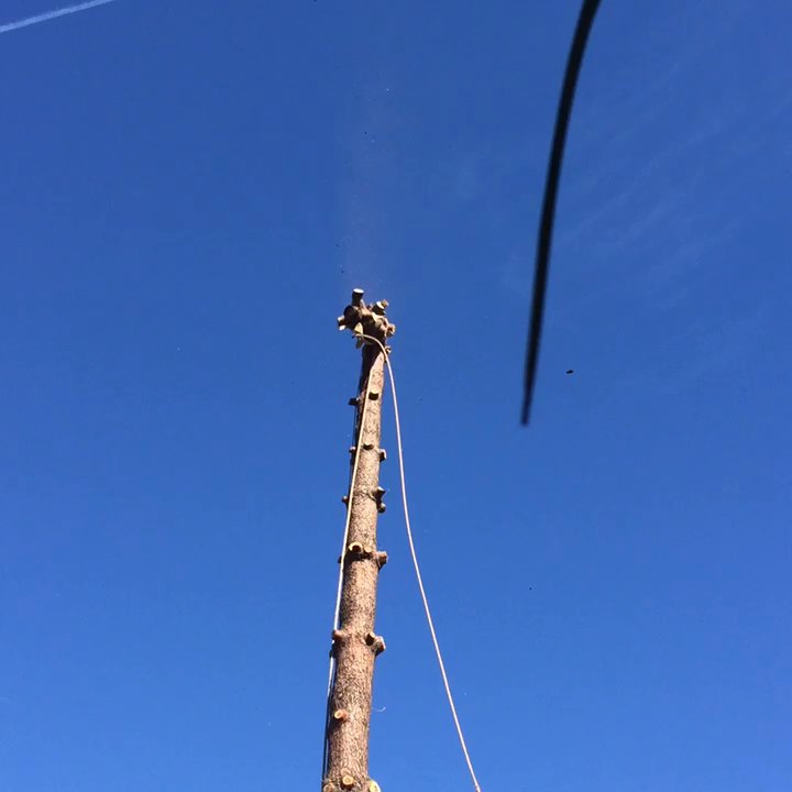 Travers Tree Service - And here's how the trunk came down. - Tree Services Near Me - Lomita, California