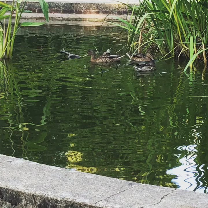 King George's Park - Parks Near Me - Farnborough, HAM