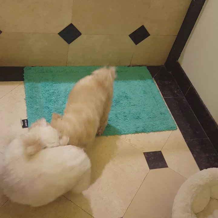 Hands To Paws - Shortly after their haircut, popcorn (white dog)found his way into the trash can,  he has a small spot of ketchup on his back. - Pet Groomers Near Me - Reno, Nevada