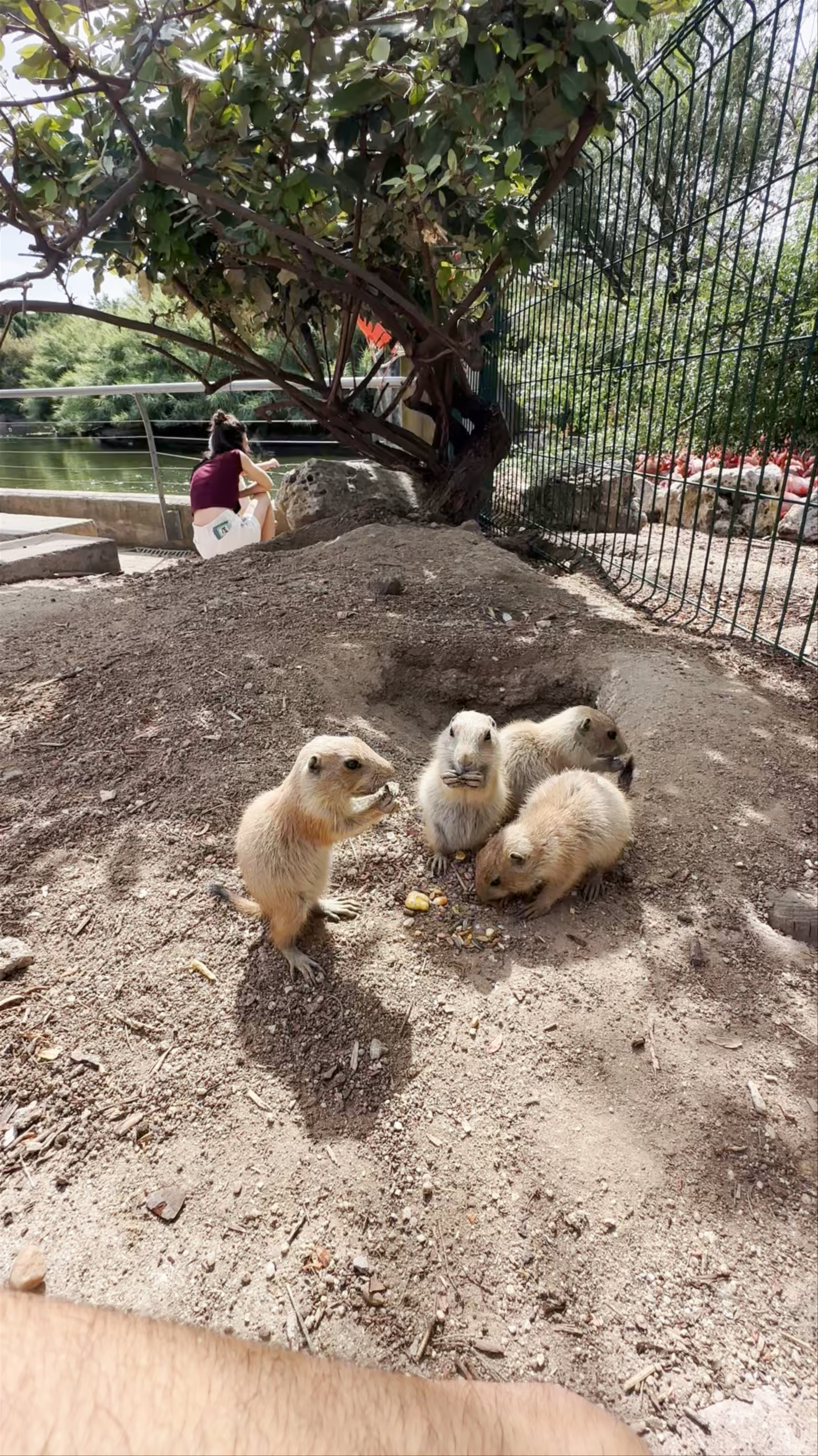 Perritos de las Praderas