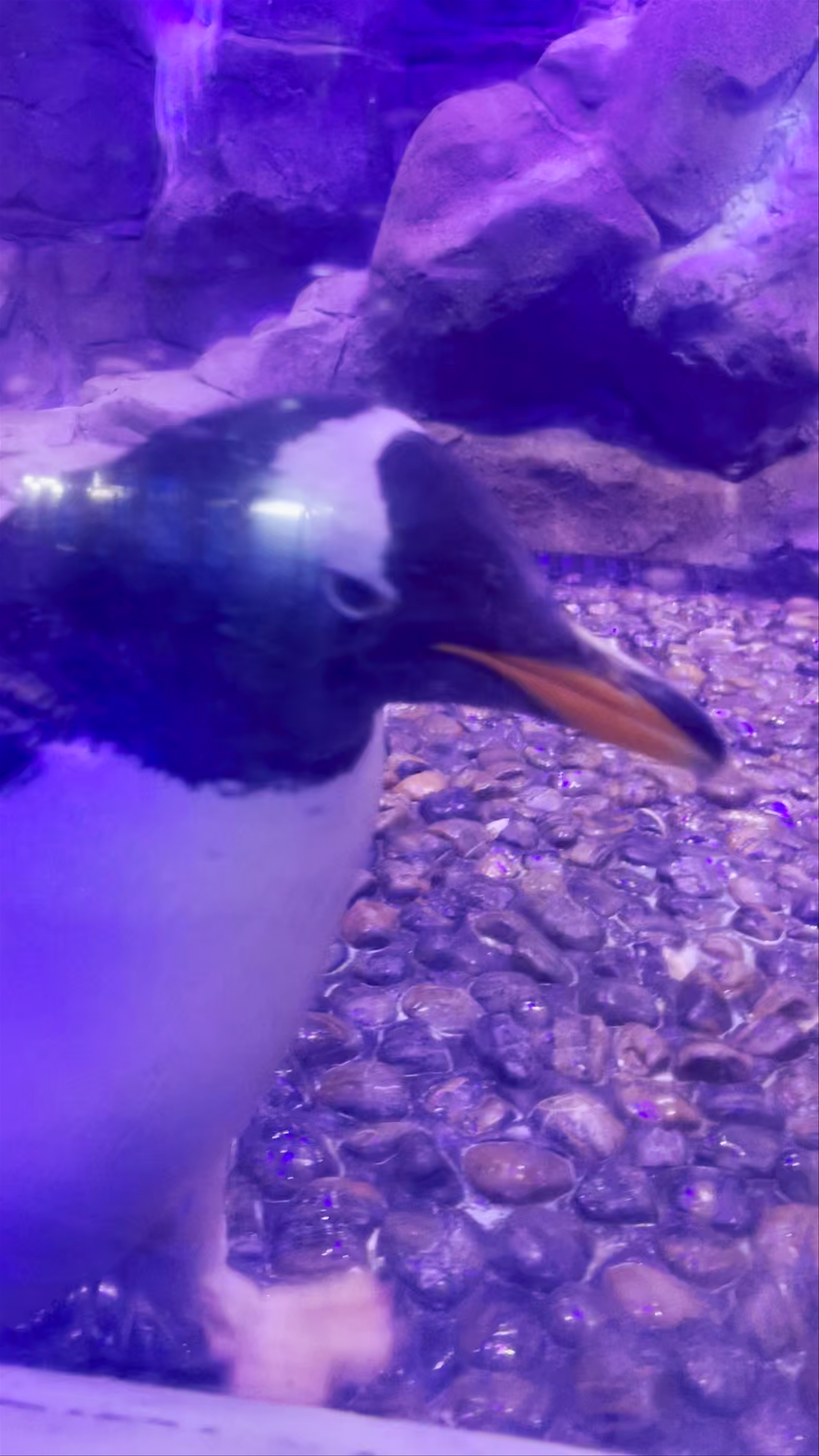 Dubai Aquarium & Underwater Zoo - شارع المركز المالي، - Dubai - United Arab Emirates