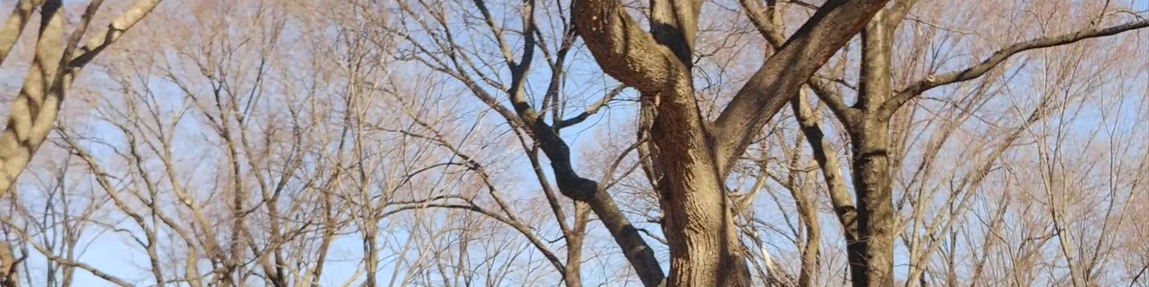 Central Park