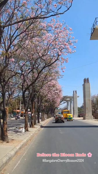 Photo of Bangalore & Cherry B