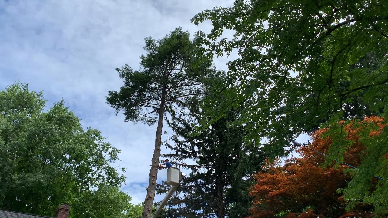 Ortiz Tree Service - Tree Services Near Me