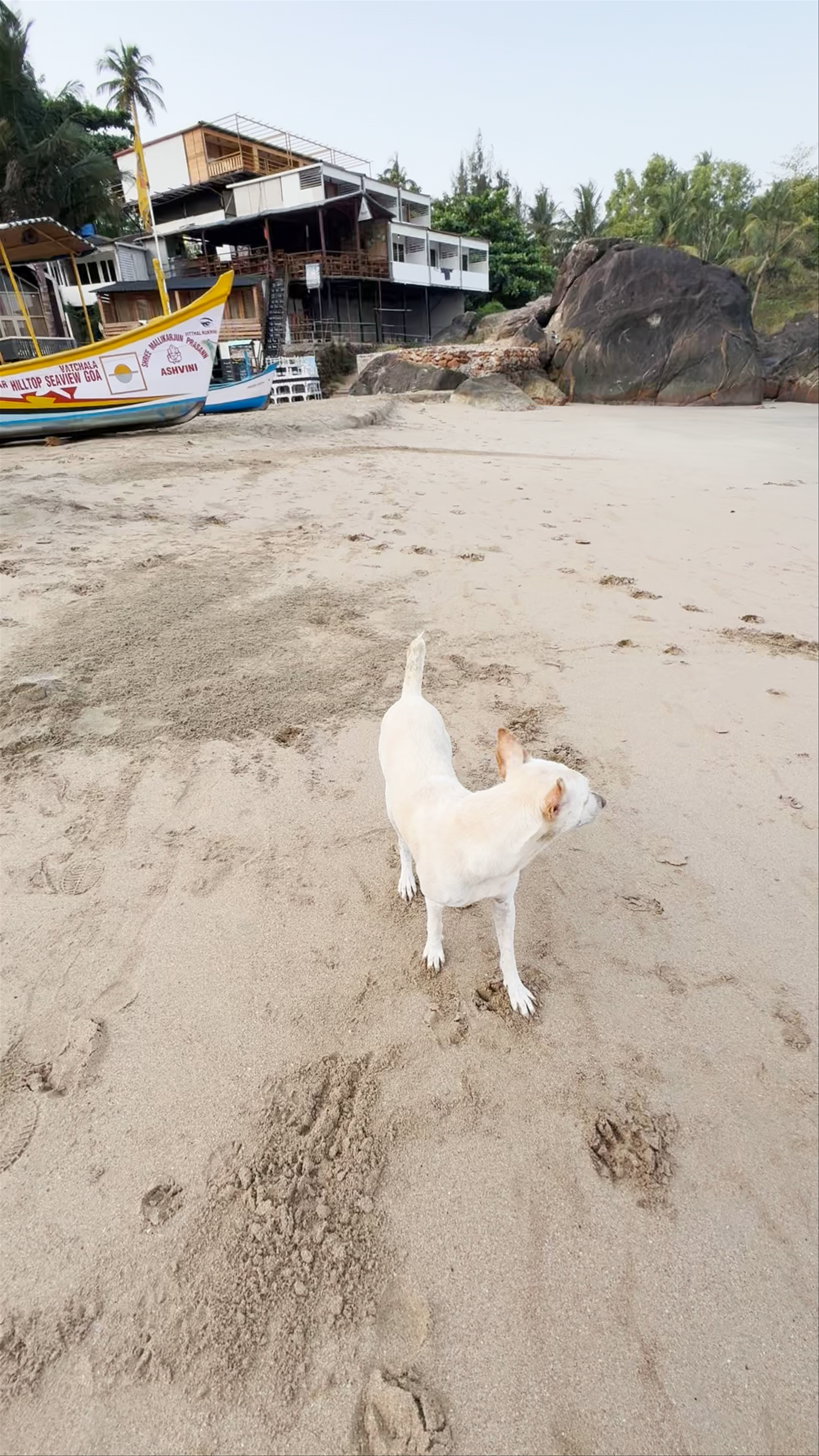 Viraj Rock and Serene Beach Vibes at Palolem, Goa