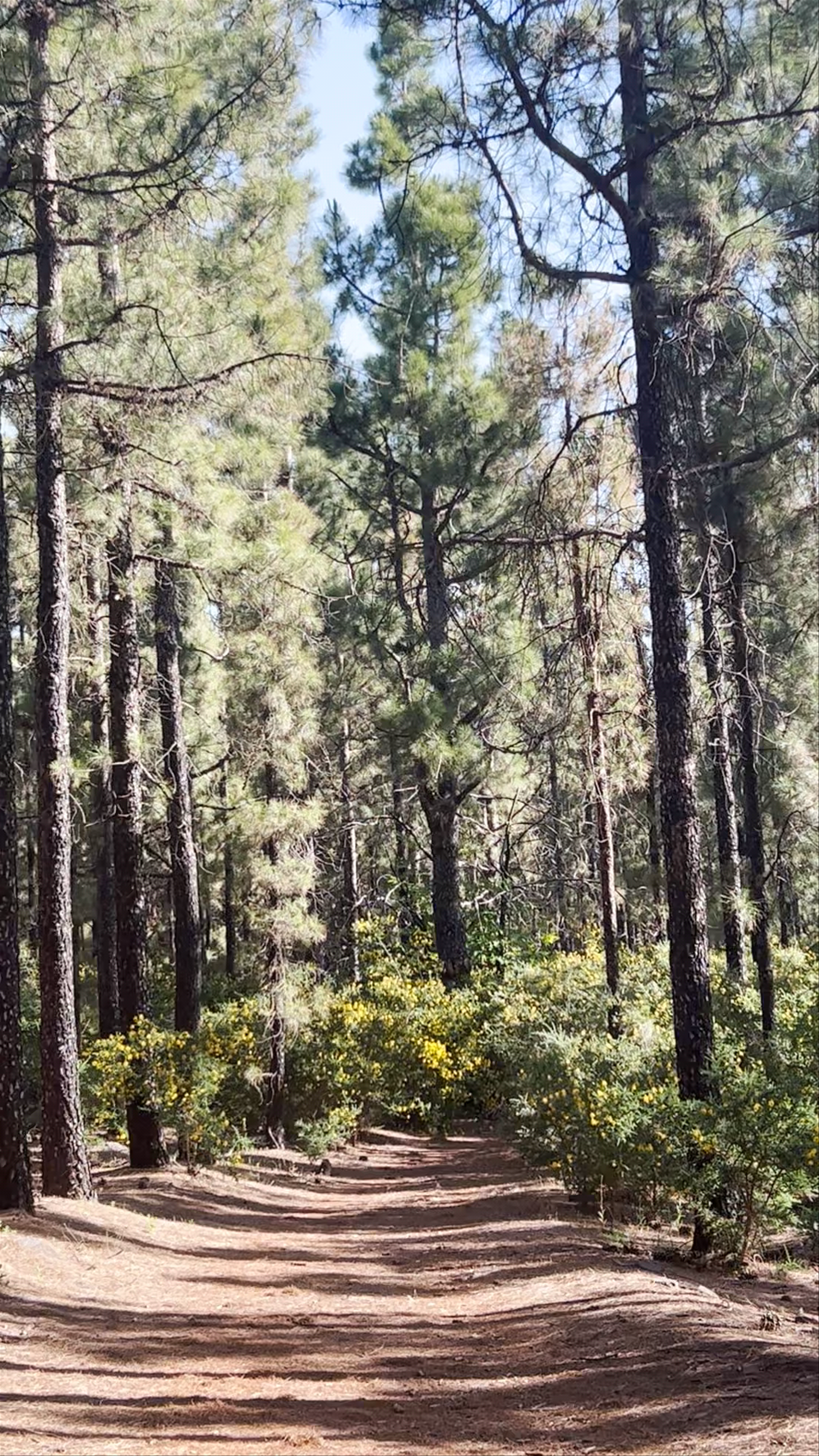 Woodland Hiking and Nature Walk at Paisaje Protegido de Las Cumbres, Spain