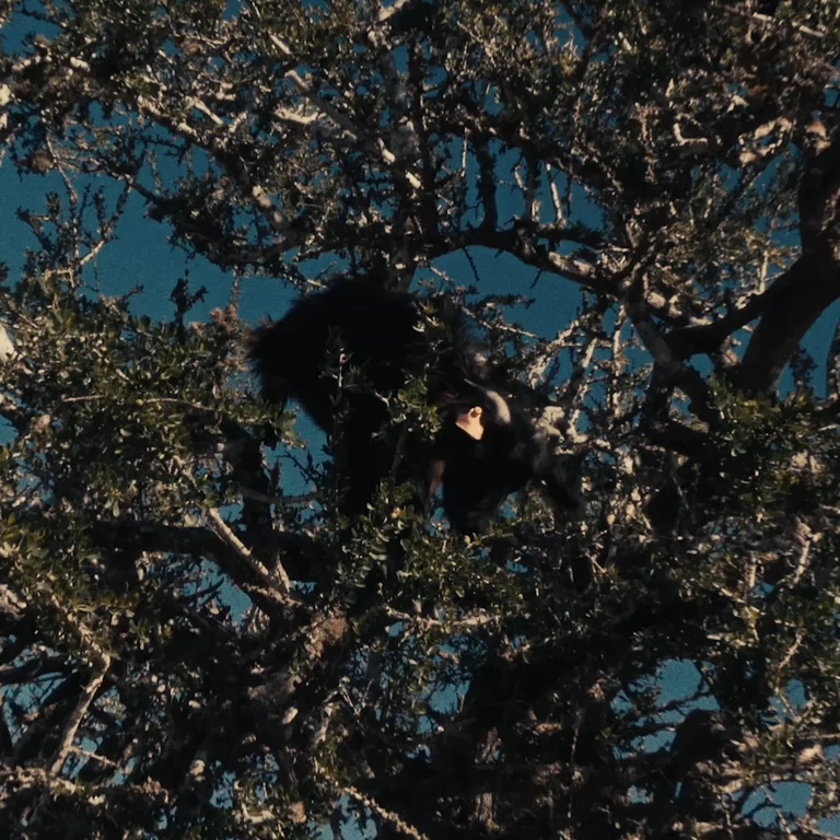 Video of goat eating leaves up in a tree in Morocco