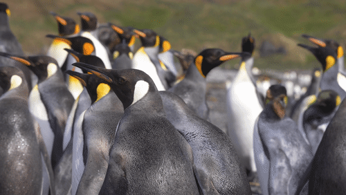 King Penguins in South Georgia animated gif