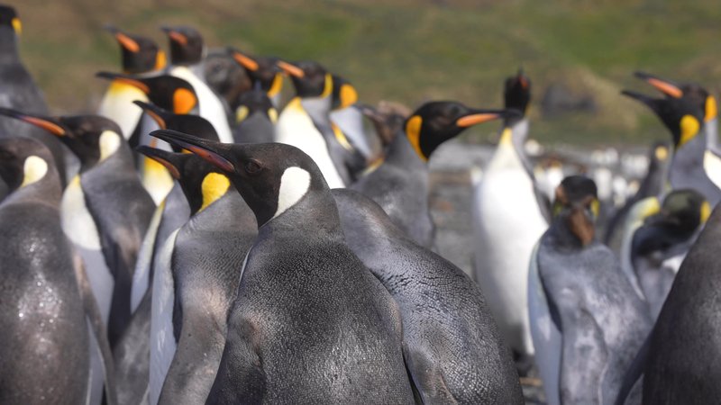King Penguins in South Georgia poster