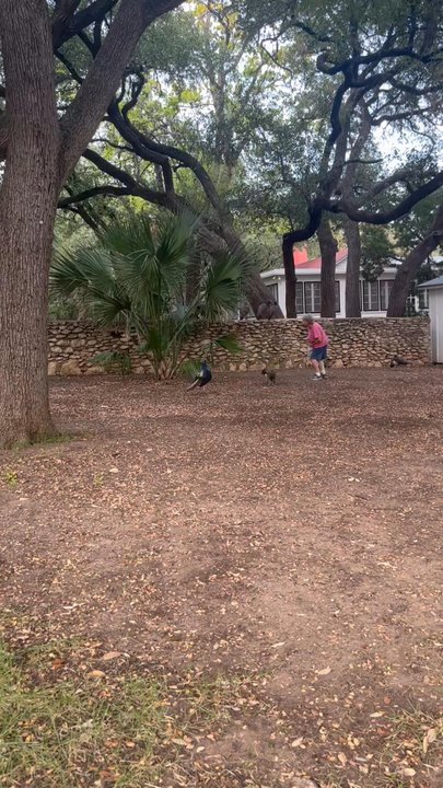 Mayfield Park - In their natural environment - Parks Near Me - Austin, Texas