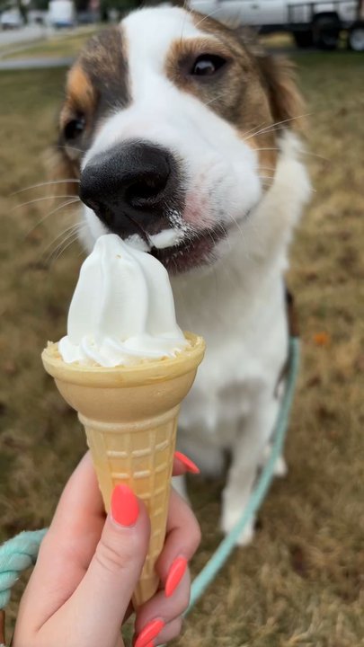 Mister Softee DMV - Dog enjoying FREE ice cream cone - Ice Cream & Frozen Yogurt Near Me - Fairfax, Virginia