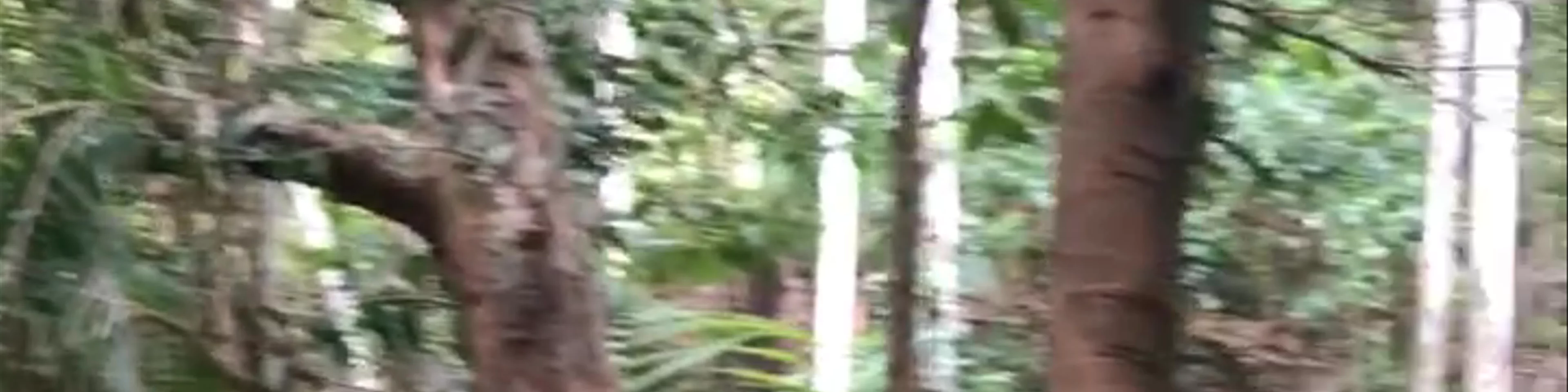 Fraser Island