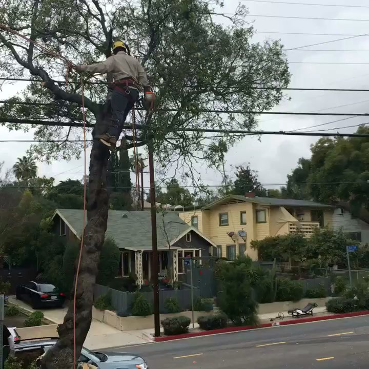Aper's Tree Service - Tree Services Near Me - Sunland, California
