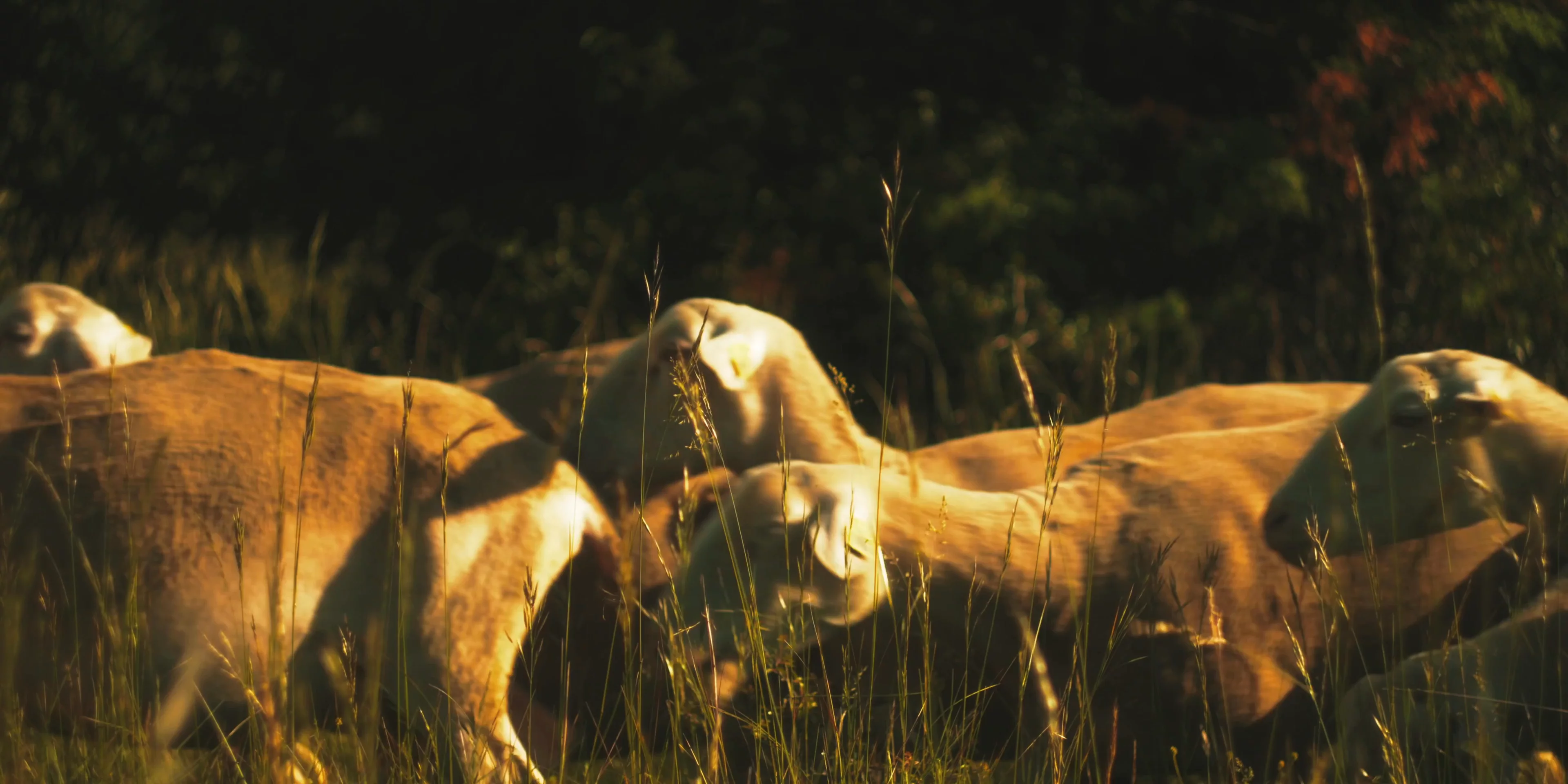 Film still from La Vialette by Feel Inc.