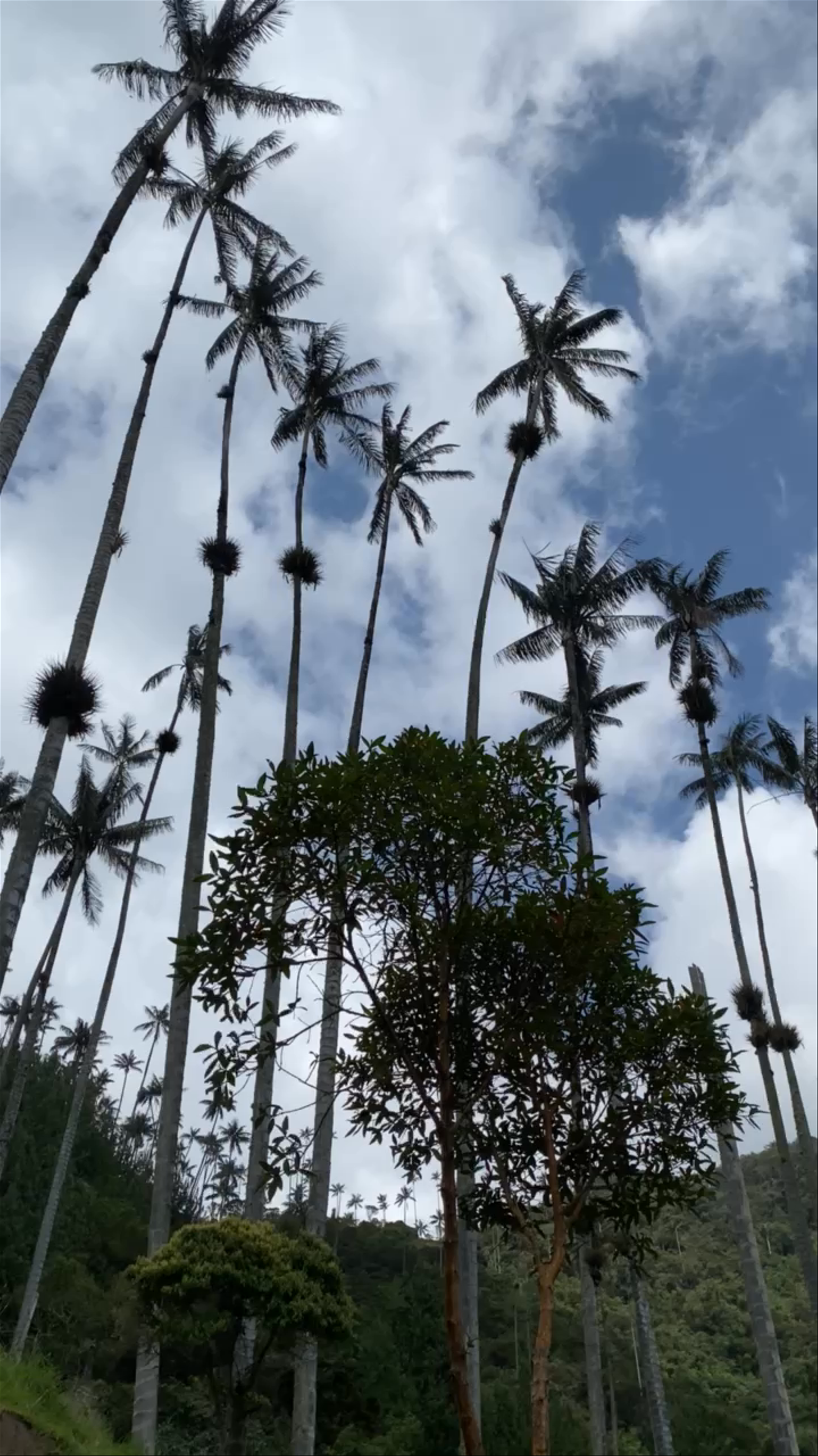 Cocora Valley Trail: Majestic Wax Palms in Salento, Colombia