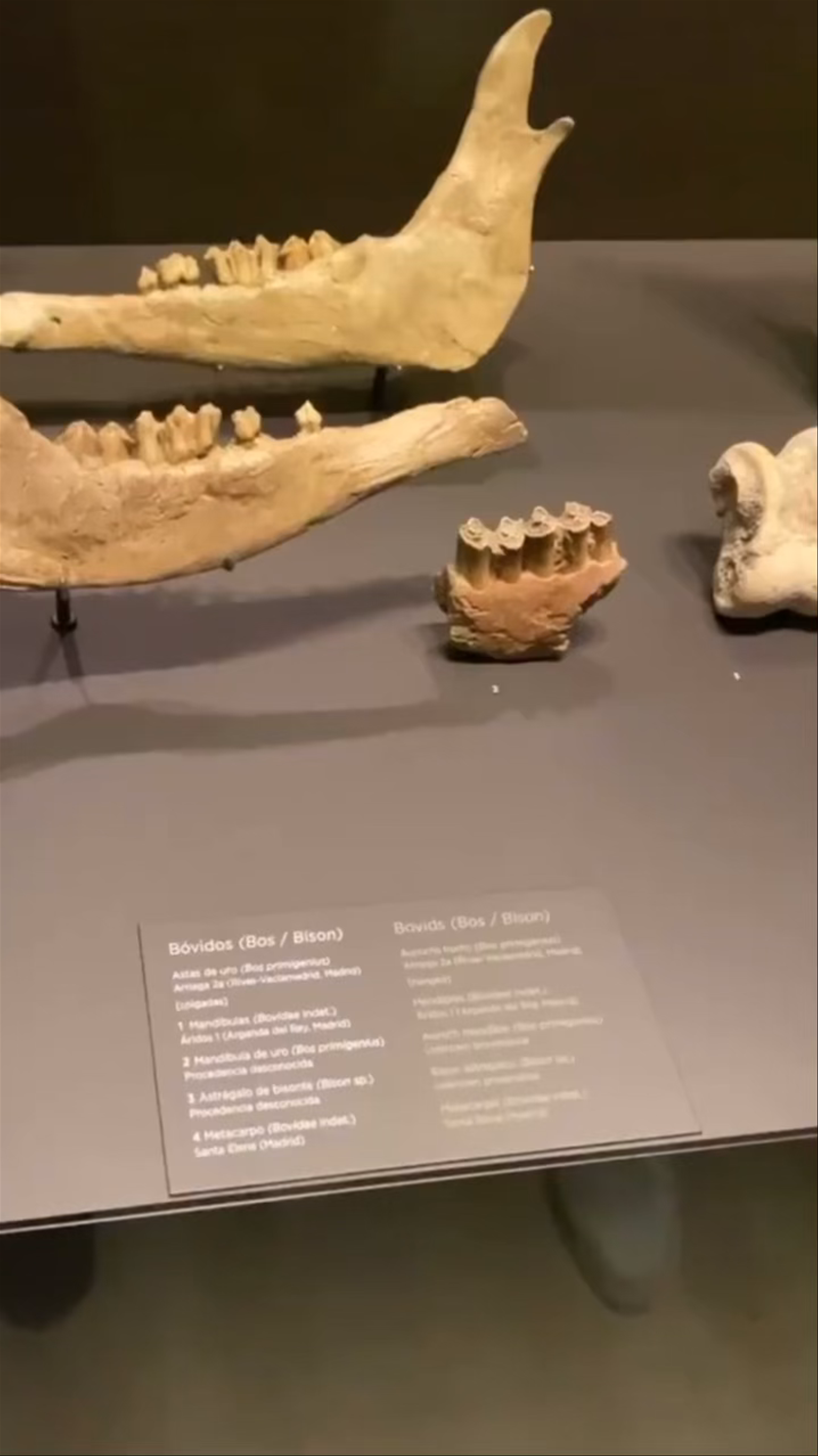 Exploring Prehistoric Fossils at Museo Arqueológico Nacional, Madrid