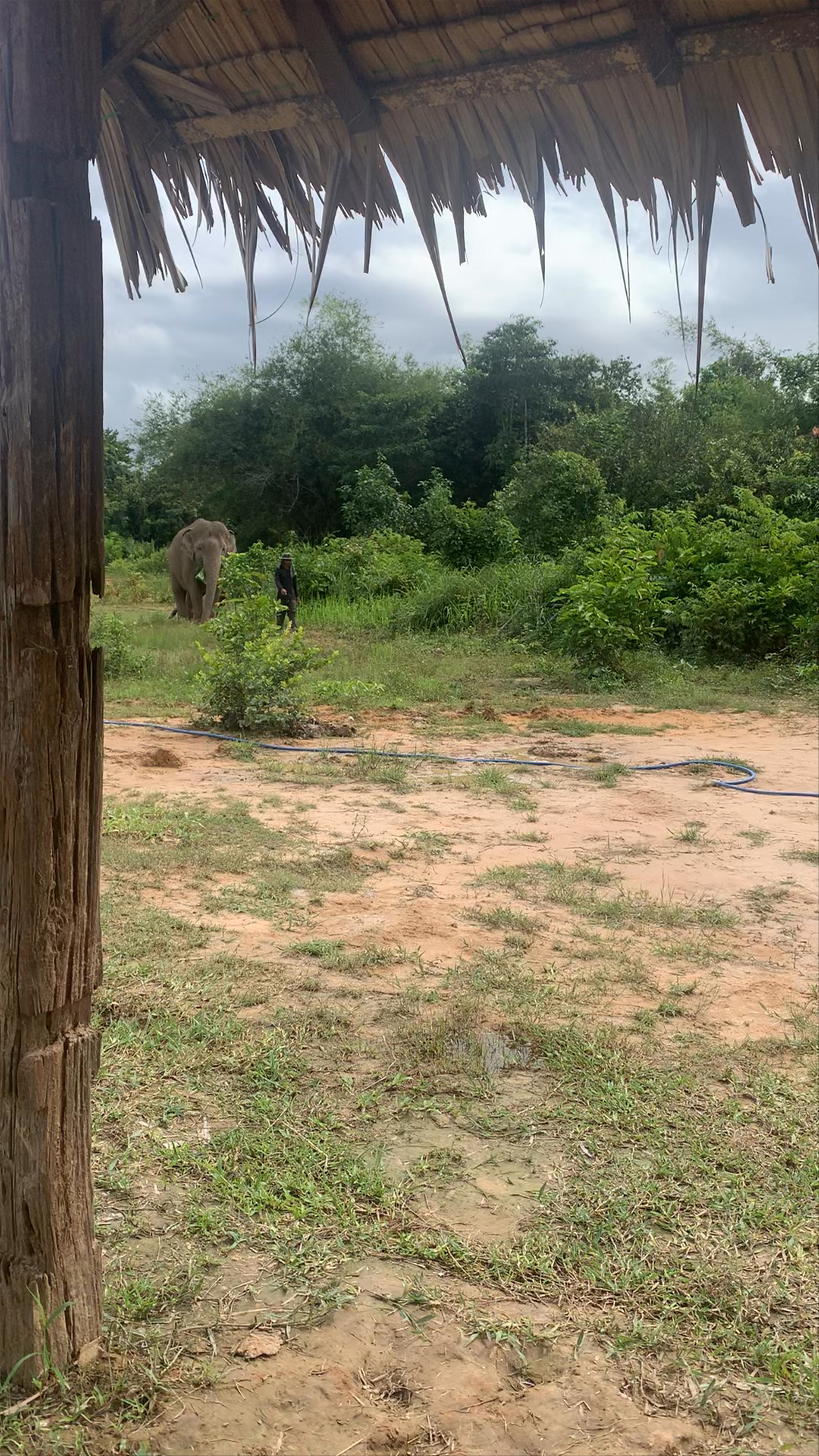 Cambodia Elephant Sanctuary Siemreap Cambodia