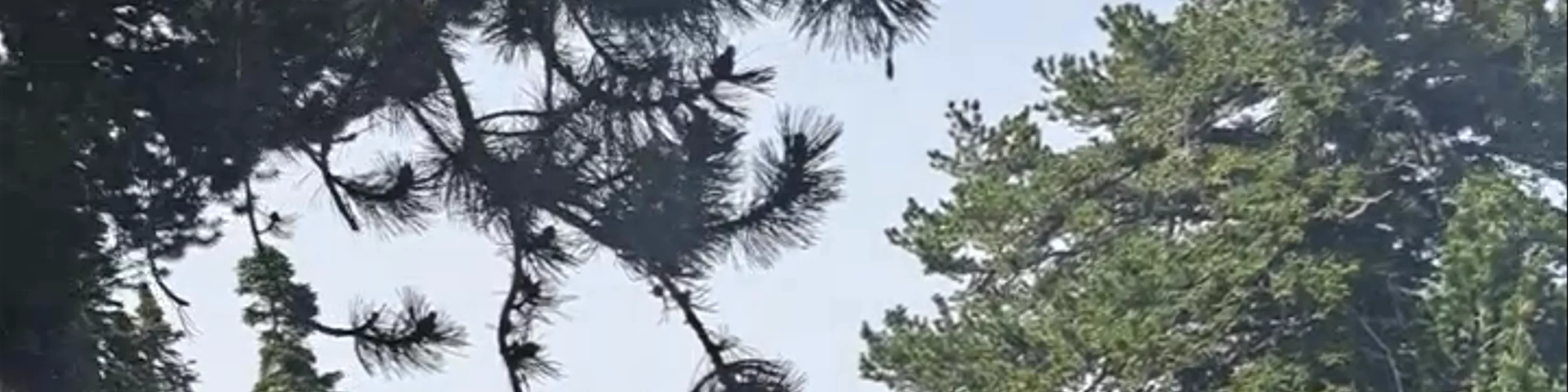 Καταφύγιο Πετρόστρουγκας