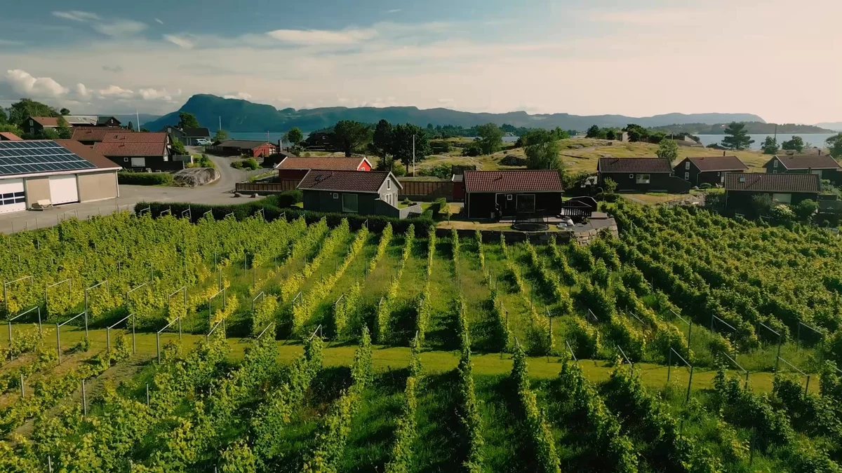 Rows of grapes.