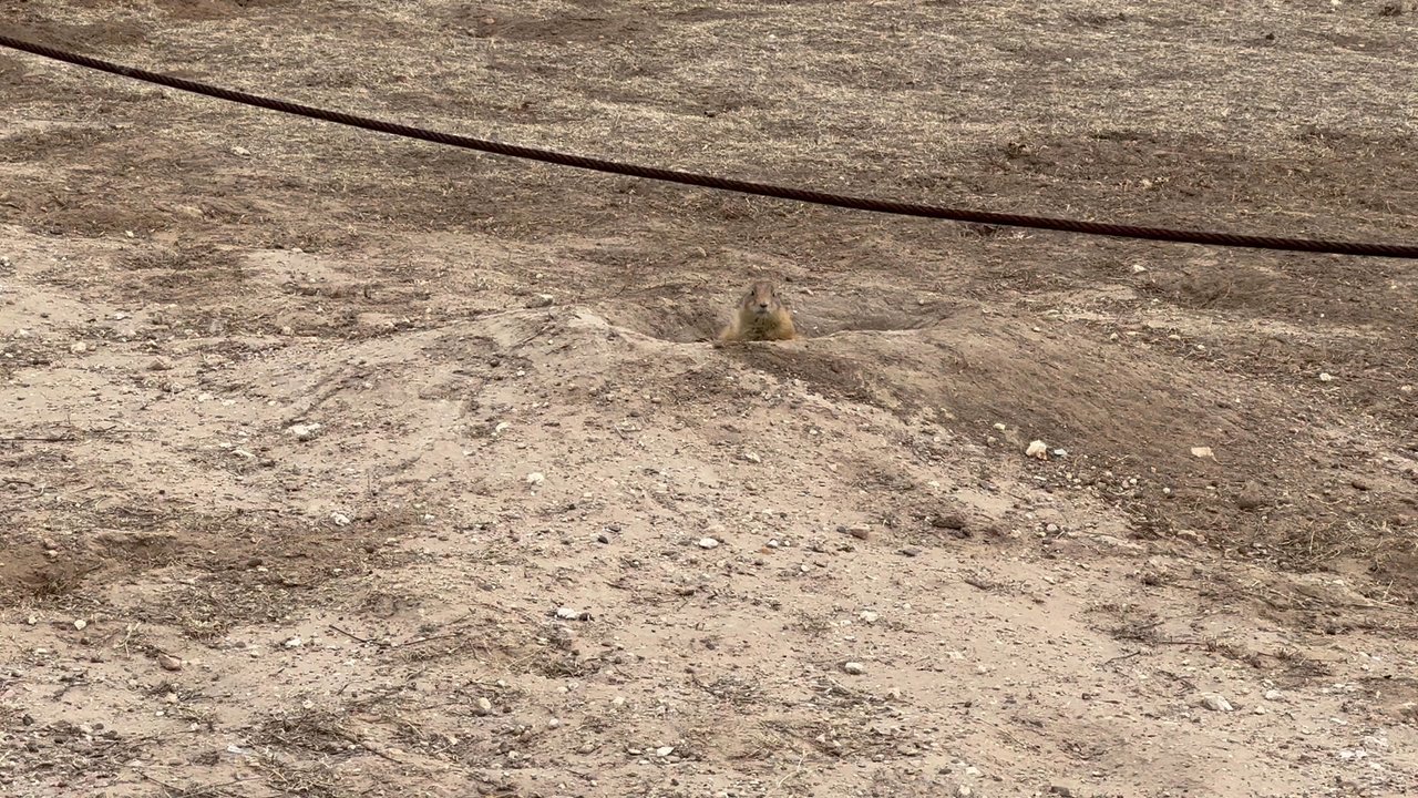 Prairie Dog Town - Prairie dogs playing on a very cold day at Prairie Dog Town (12/23/2022) - Landmarks & Historical Buildings Near Me - Lubbock, Texas