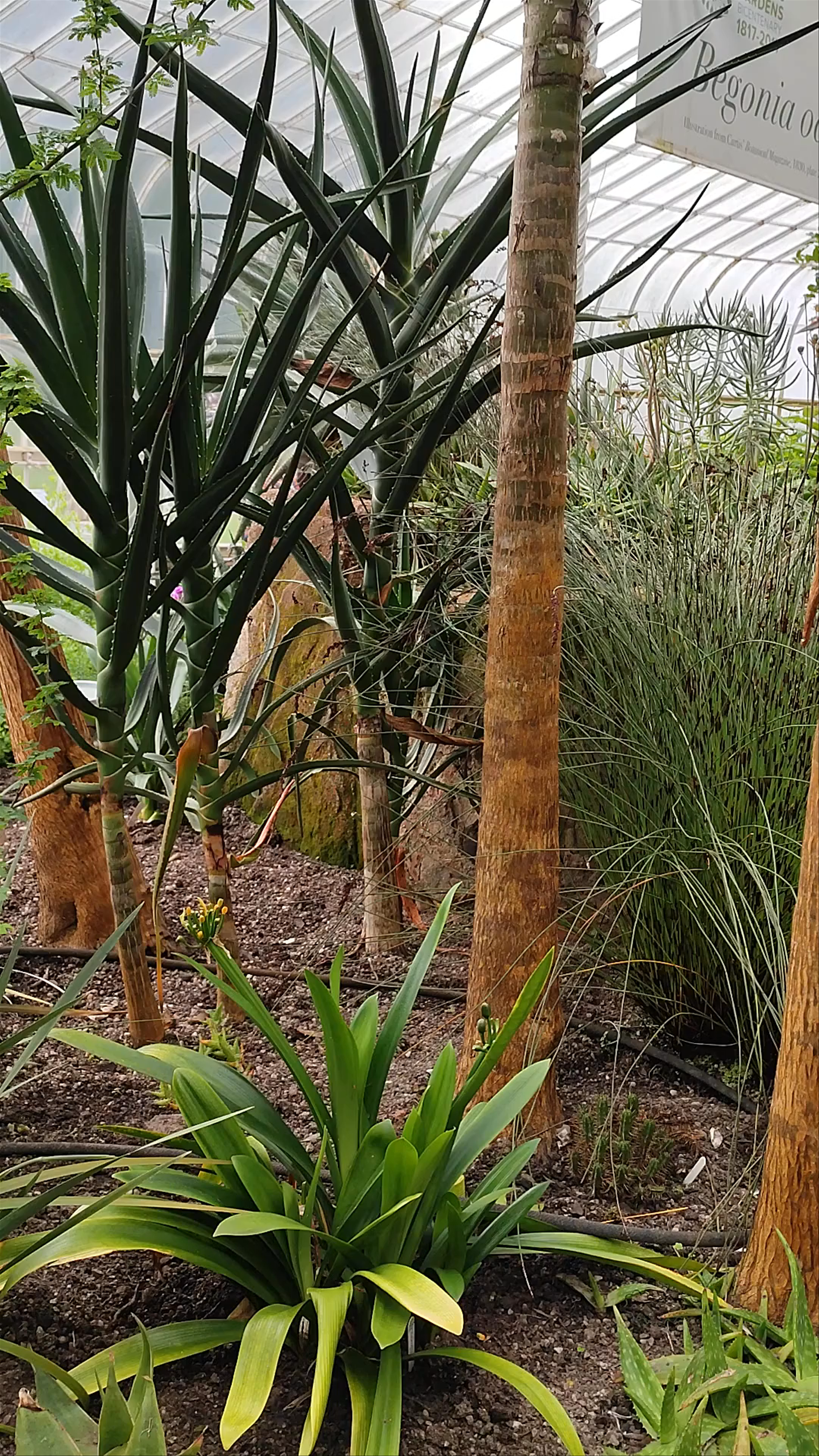 Discover the Lush Green Oasis of Glasgow Botanic Gardens