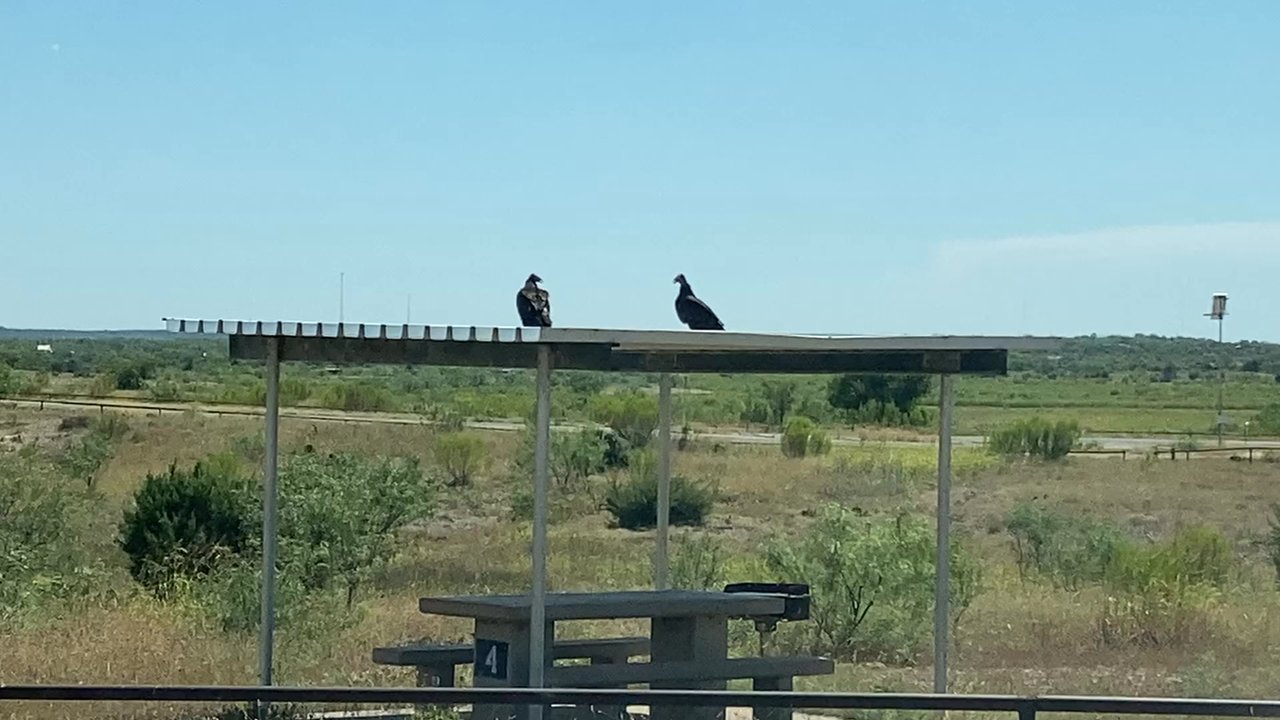San Angelo State Park - Hawk? - Parks Near Me - San Angelo, Texas