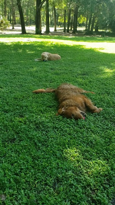 Must Love Dogs - Park play - Pet Boarding Near Me - Gainesville, Florida