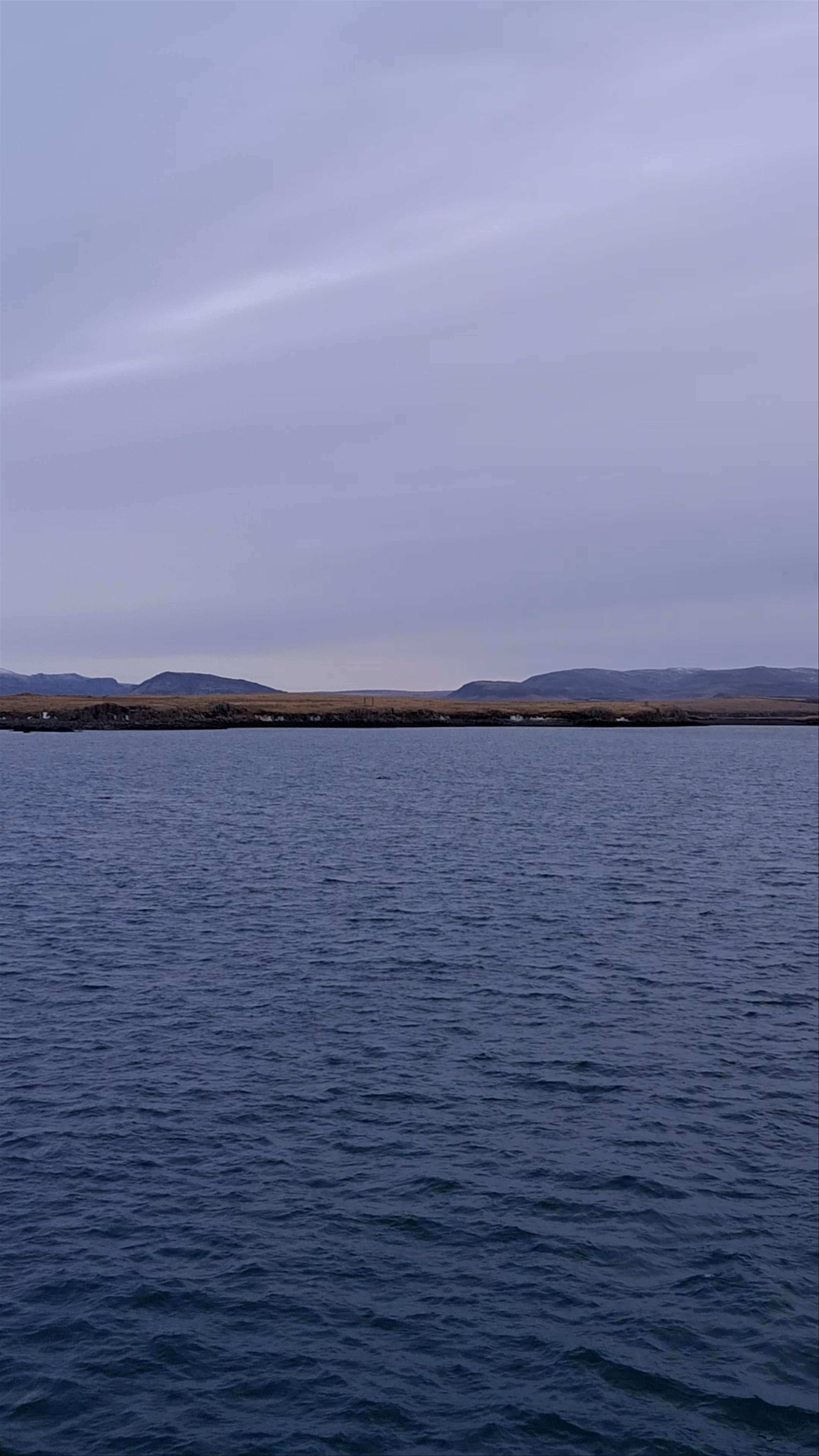 Artic Sea Tours Whale Watching