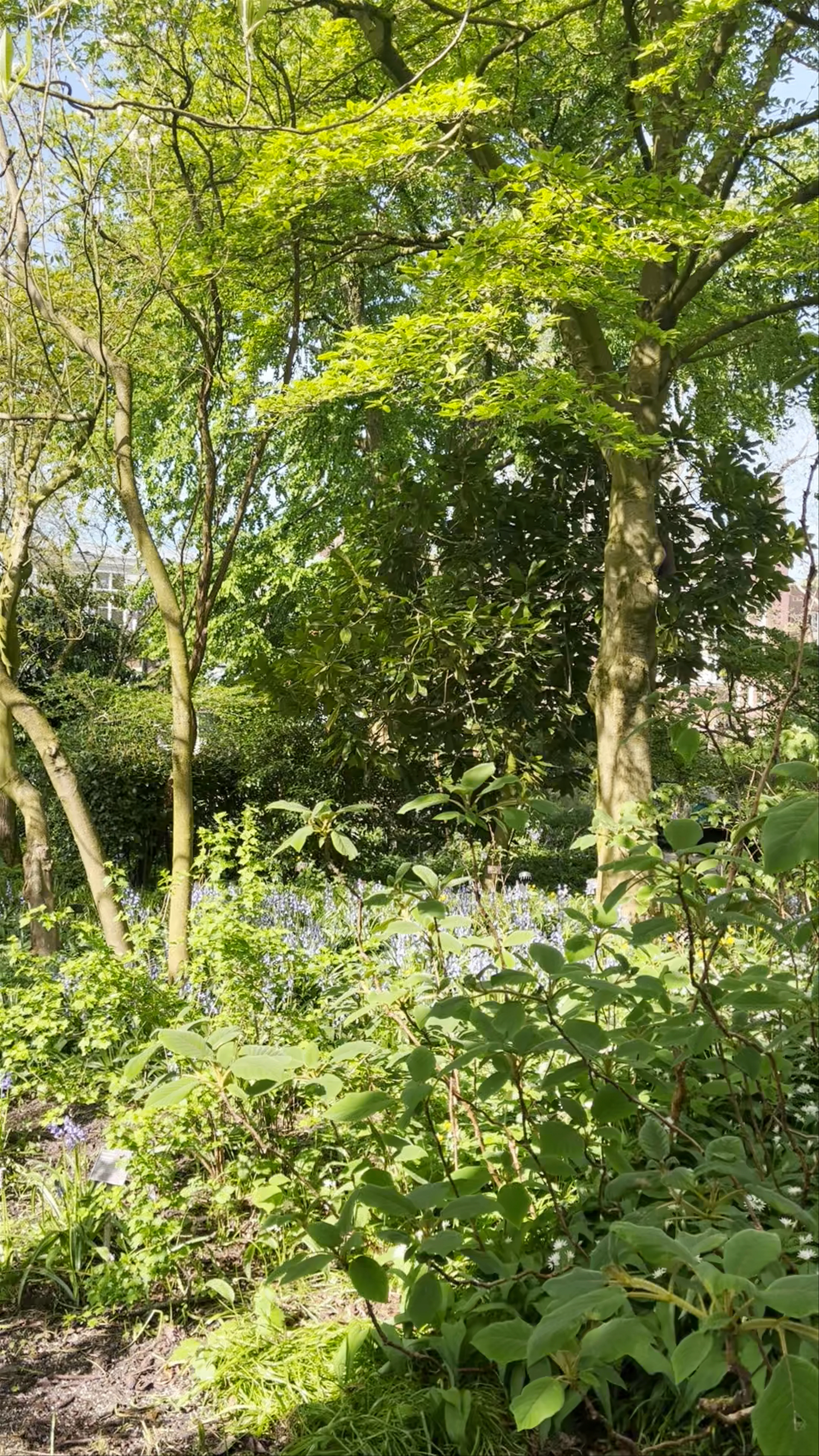 Hortus Botanicus Amsterdam, Plantage Middenlaan, Amsterdam, Netherlands