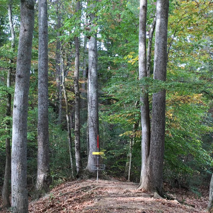 Creekwood Park - Be adventurous and go off the path near Indian Creek Greenway. It's beautiful being under the tall trees. Disc Golf basket #16. 20161111 - Dog Parks Near Me - Madison, Alabama