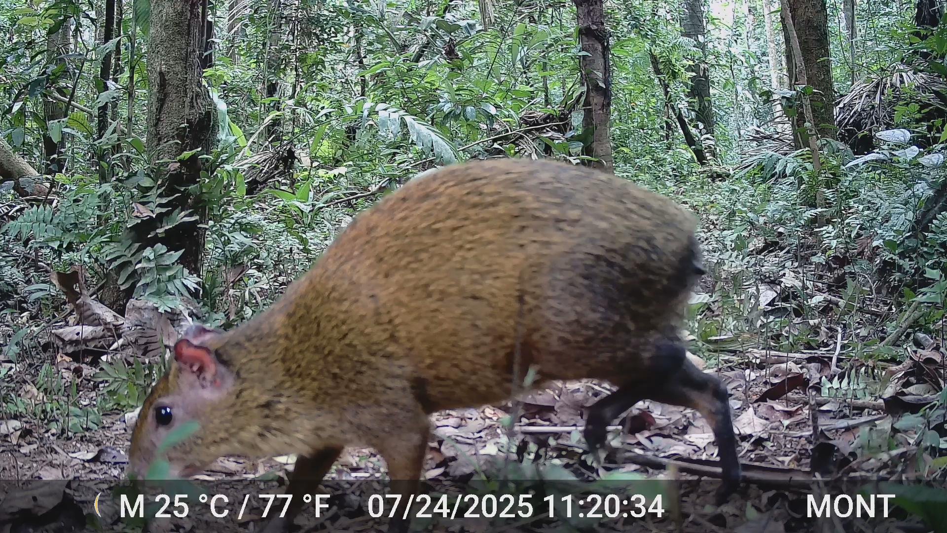 Agouti