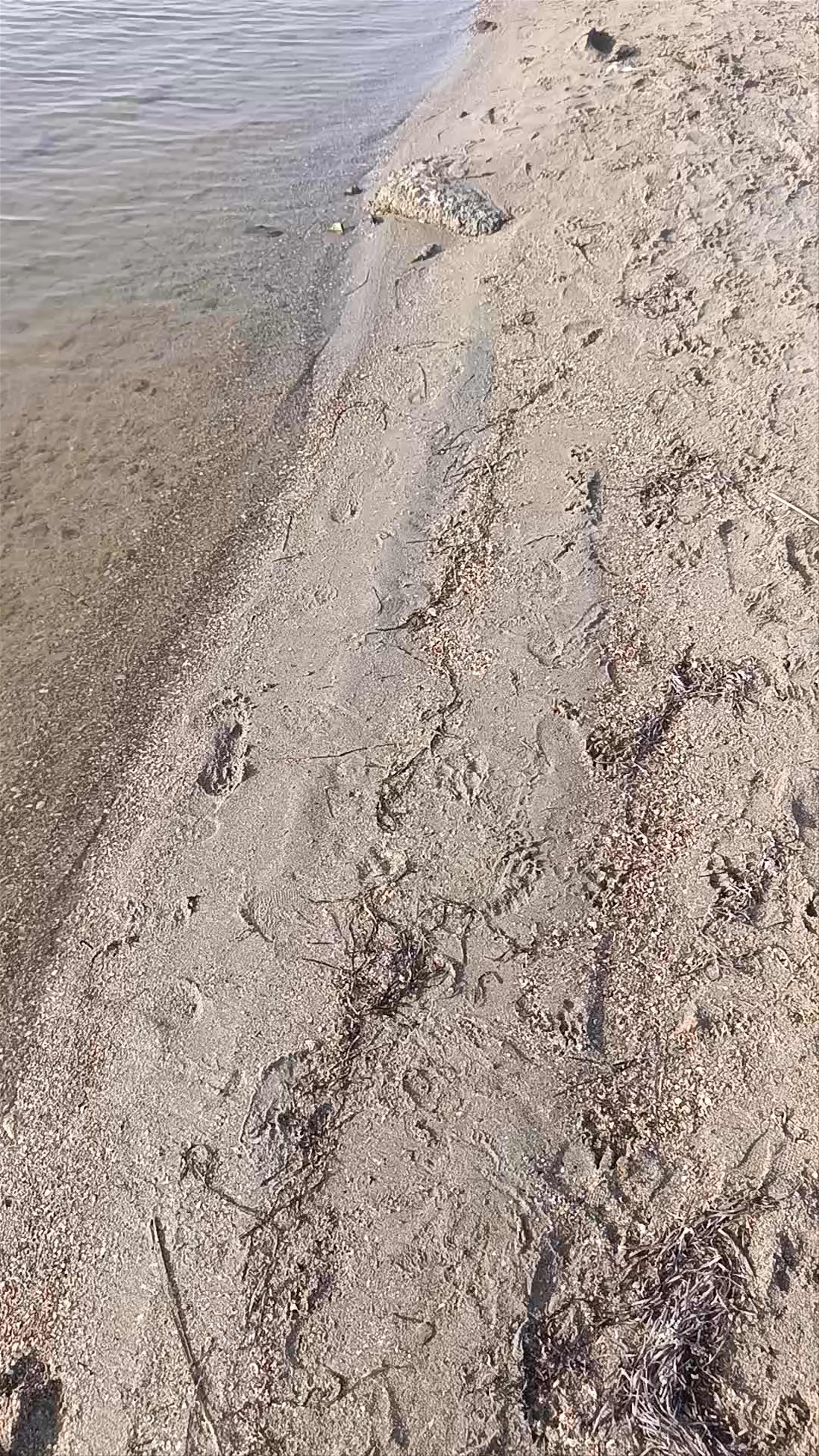 Playa de los Alemanes