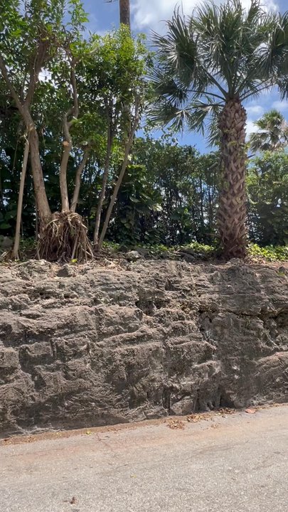 The Witch's Wall - Attraction Farms Near Me - Palm Beach, Florida