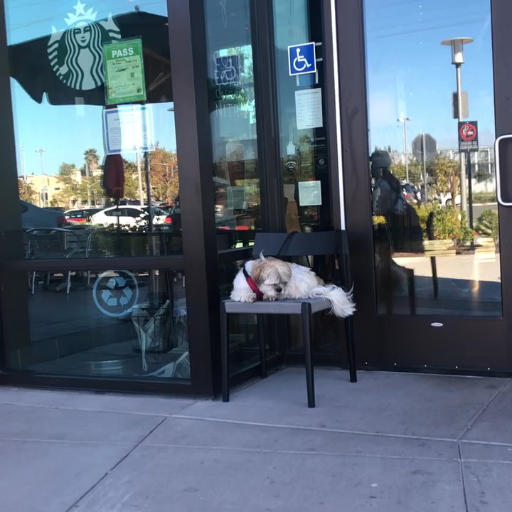 Starbucks - My Obedient Dowg - Coffee & Tea Near Me - Foster City, California