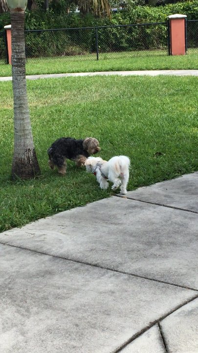 James Archer Smith Park - Dog Parks Near Me - Homestead, Florida
