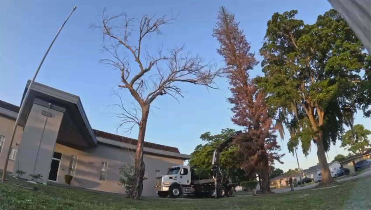 Tree Jaws - Pine tree removal using grapple saw truck. - Tree Services Near Me - Fort Lauderdale, Florida