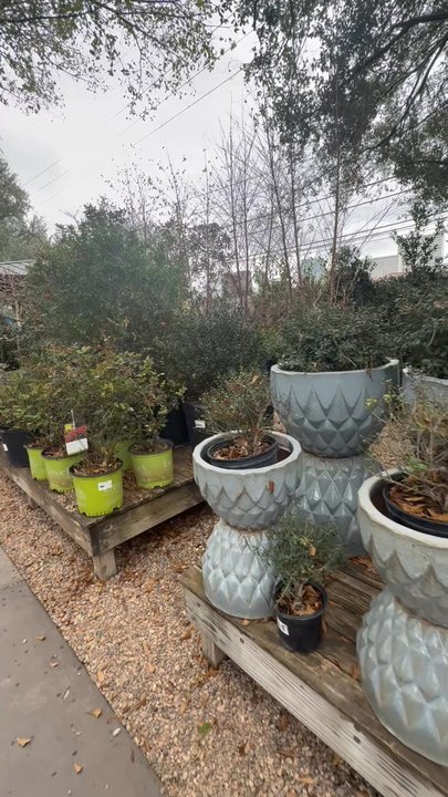 Tiny Boxwoods - New American Near Me - Houston, Texas