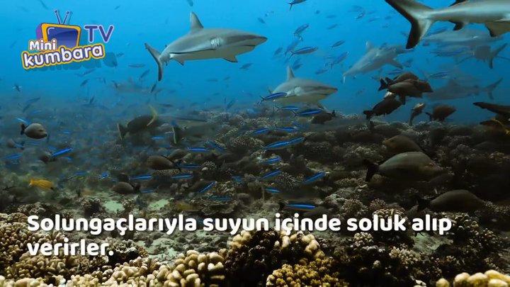 thumbnail Hayvanlar Ne Kadar Çeşitli?