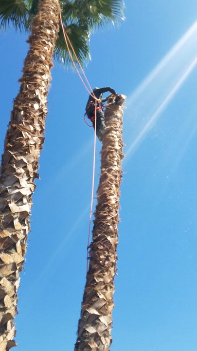 Yellow Tree Services - Tree Services Near Me
