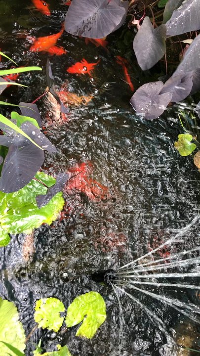 The Green Spot - Koi pond - Nurseries & Gardening Near Me - Jacksonville, Florida