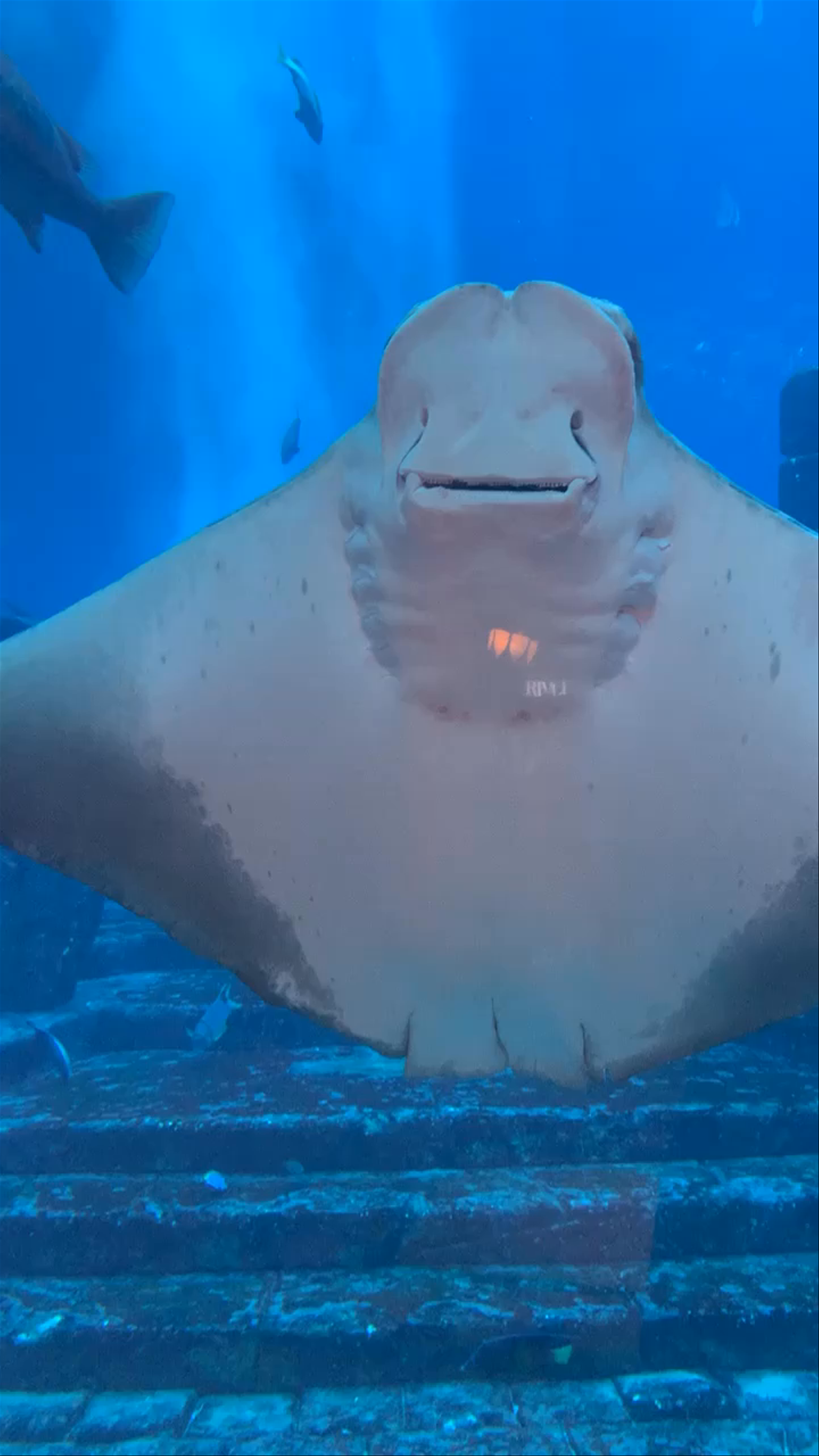 Atlantis Aquaventure Dubai - Crescent Road - Dubai - United Arab Emirates