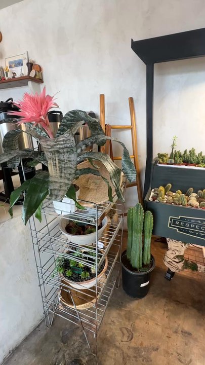 Palomino Coffee - Coffee & Tea Near Me - Austin, Texas