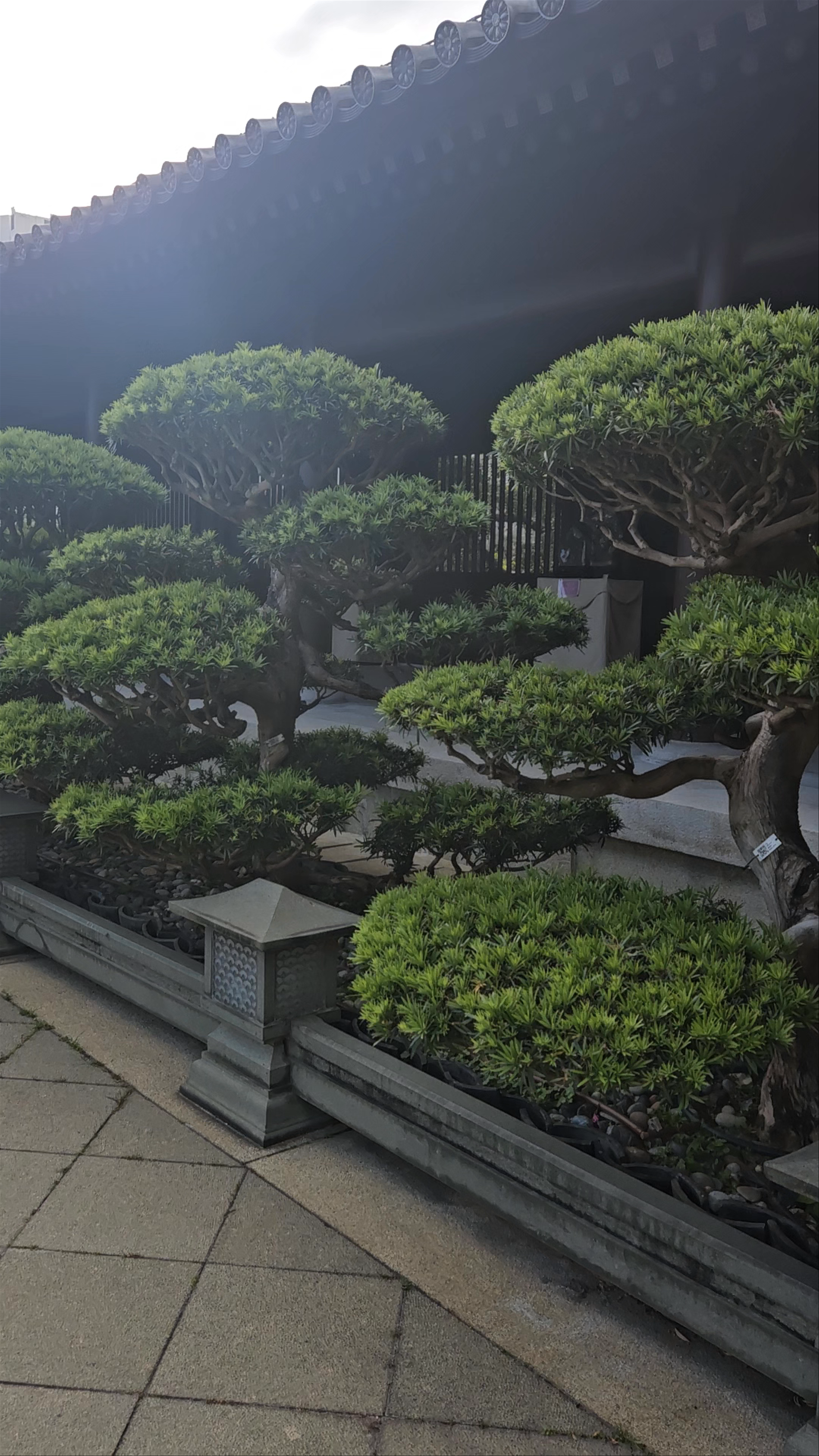 Serene Traditions at Chi Lin Nunnery, Hong Kong