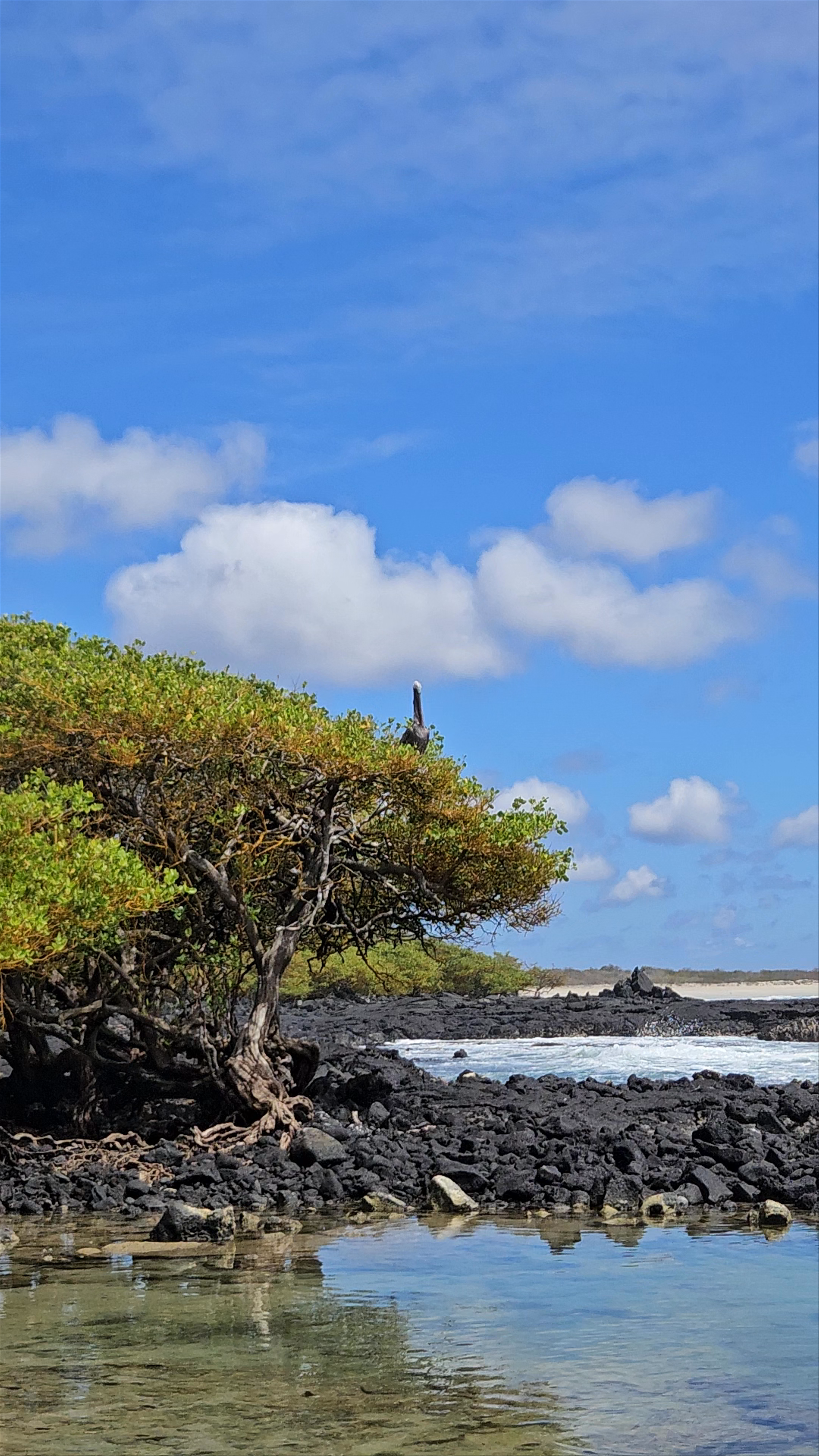 Discover Playa del Amor: Untamed Beauty and Wildlife in the Galápagos