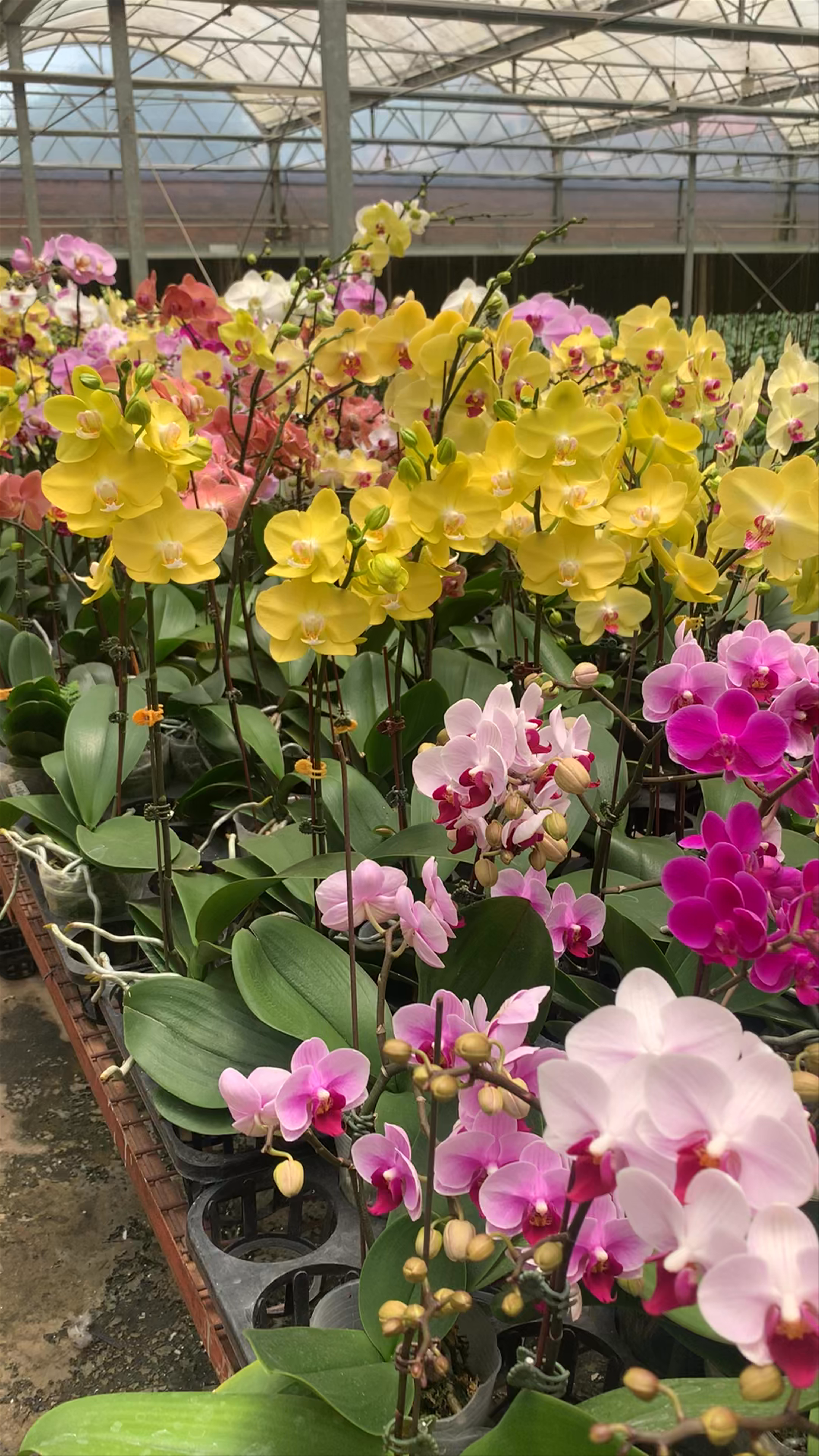 Hồng Hào Farm: A Colorful Orchid Wonderland in Da Lat, Vietnam
