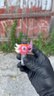 Small image 0
