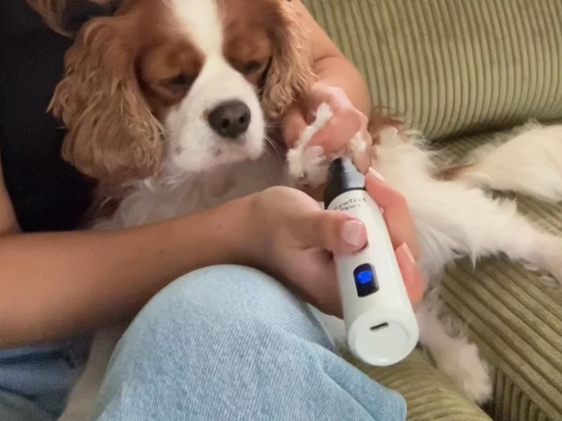 Pawfect Pawz